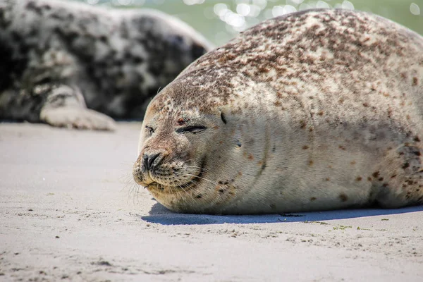 Kuželový Tuleň Pláži Helgoland — Stock fotografie