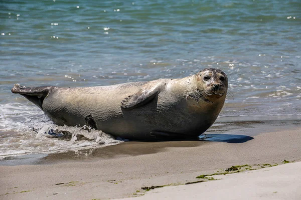 Phoque Cône Sur Plage Helgoland — Photo