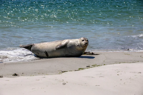 Cone Seal Beach Helgoland — Stock Photo, Image