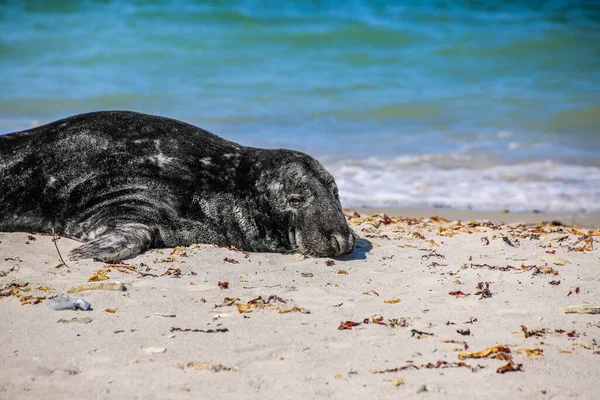 Kegelrobbe Strand Von Helgoland — Stockfoto