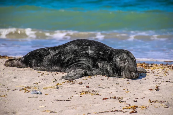 Cone Seal Beach Helgoland — Stock Photo, Image