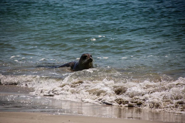 Floating Cone Seal North Sea — Stock Photo, Image