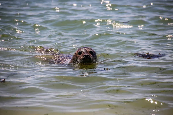 Schwimmende Kegelrobbe Der Nordsee — Stockfoto