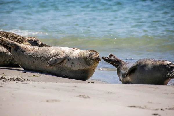 Cone Seals North Sea Beach — Stock Photo, Image