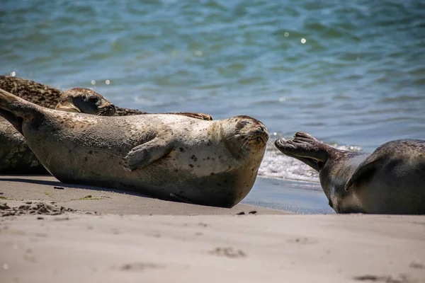 Cone Zeehonden Een Noordzeestrand — Stockfoto