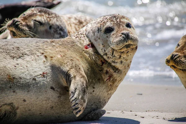 Cono Focas Una Playa Del Mar Del Norte — Foto de Stock