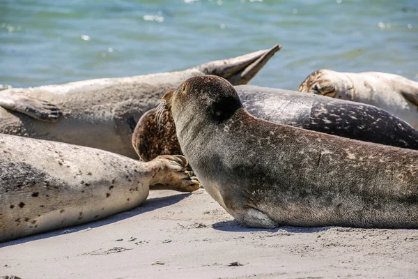 Cono Focas Una Playa Del Mar Del Norte — Foto de Stock