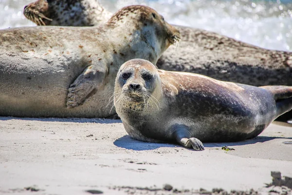 Cone Seals North Sea Beach — Stock Photo, Image