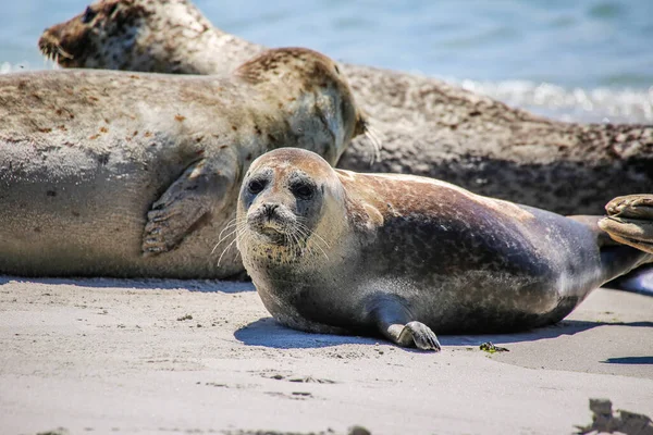 Cone Zeehonden Een Noordzeestrand — Stockfoto