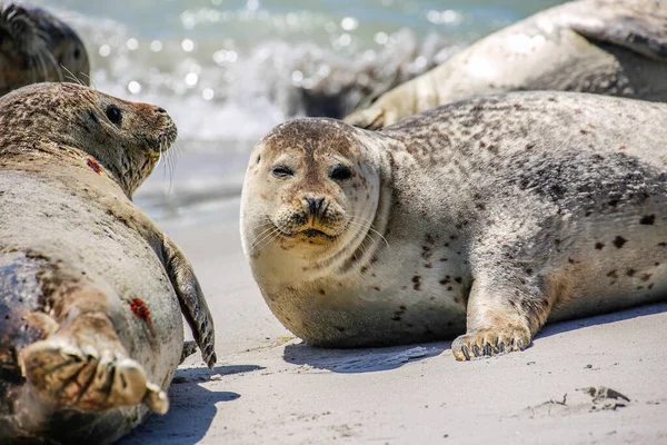 Cono Focas Una Playa Del Mar Del Norte — Foto de Stock