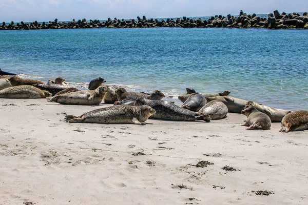 Cono Focas Una Playa Del Mar Del Norte — Foto de Stock