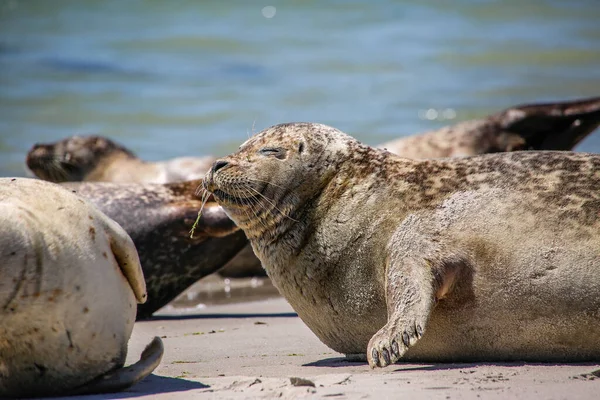 Cone Seals North Sea Beach — Stock Photo, Image