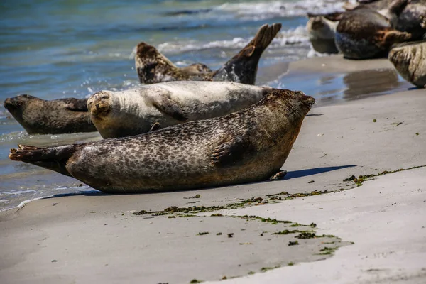 Cone Zeehonden Een Noordzeestrand — Stockfoto