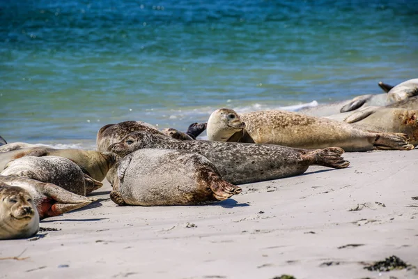 北海海滩上的锥形海豹 — 图库照片