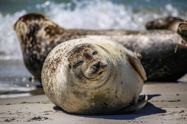 Cone Zeehonden Een Noordzeestrand — Stockfoto