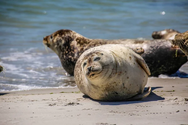 Cone Seals North Sea Beach — Stock Photo, Image