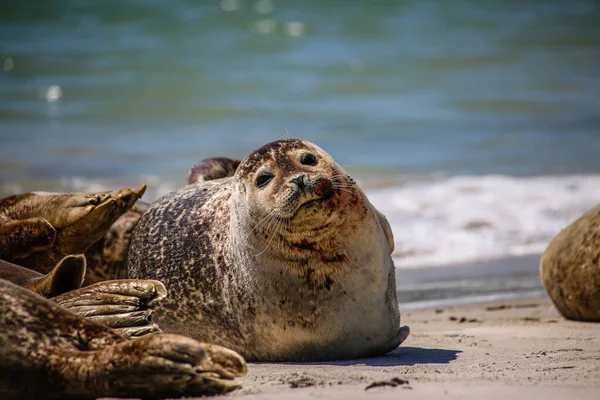 Cone Zeehonden Een Noordzeestrand — Stockfoto