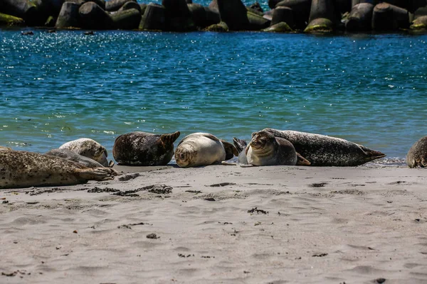 Kegelrobben Einem Nordseestrand — Stockfoto