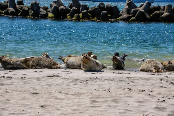 해변에서 바다표범을 — 스톡 사진