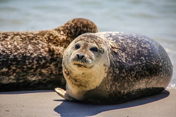 Cone Zeehonden Een Noordzeestrand — Stockfoto