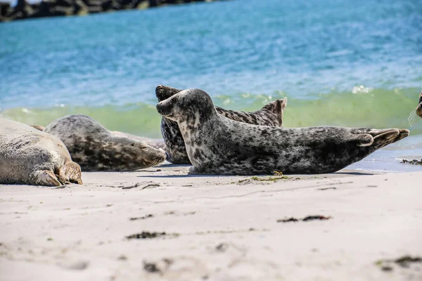 Cone Seals North Sea Beach — Stock Photo, Image