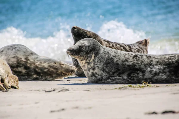 Cone Zeehonden Een Noordzeestrand — Stockfoto