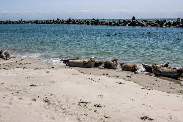 Cono Focas Una Playa Del Mar Del Norte — Foto de Stock