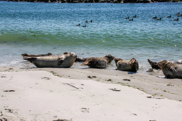 Cono Focas Una Playa Del Mar Del Norte — Foto de Stock