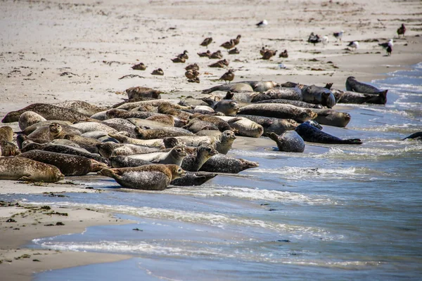 Cone Seals North Sea Beach — Stock Photo, Image