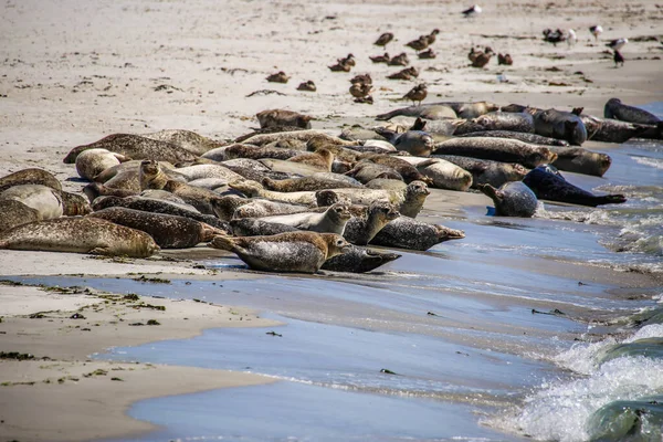 Cone Seals North Sea Beach — Stock Photo, Image