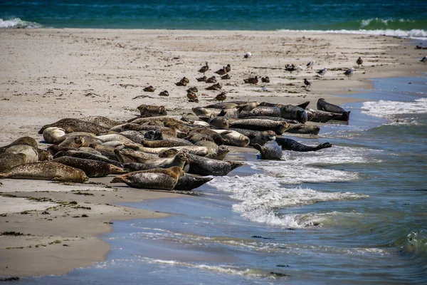 北海海滩上的锥形海豹 — 图库照片