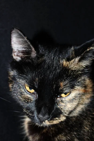 Gatinho Fofo Bonito — Fotografia de Stock