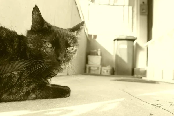 かわいいふわふわの猫 — ストック写真