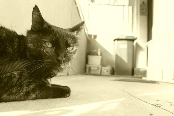 Gatinho Fofo Bonito — Fotografia de Stock