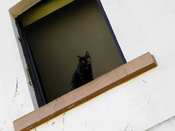 Porträt Einer Süßen Katze — Stockfoto