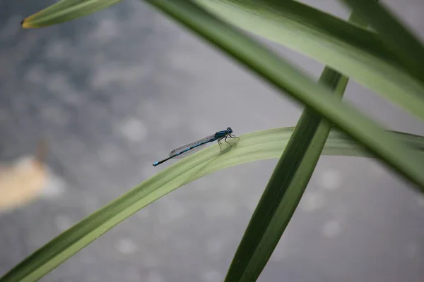 Odonata Yusufçuk Böceği Flora Fauna — Stok fotoğraf