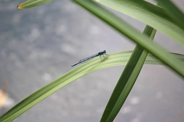 Odonata Insecte Libellule Flore Faune — Photo