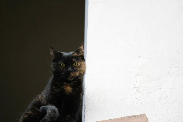 Retrato Lindo Gato — Foto de Stock