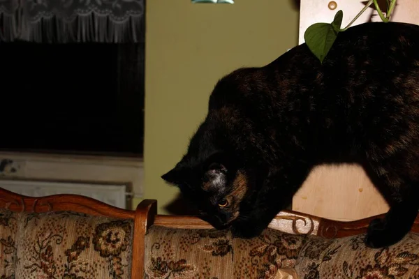 Fekete Macska Aranyos Cica — Stock Fotó