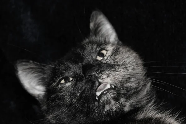 Retrato Gato Bonito — Fotografia de Stock