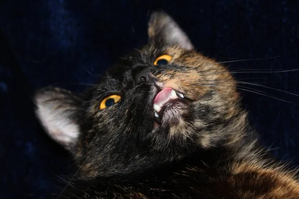 Retrato Lindo Gato — Foto de Stock