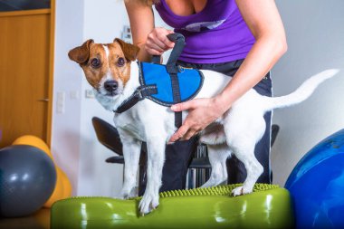 Jack Russel with training equipment clipart