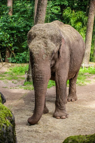 Elefante Asiático Hambriento Cubierto Heno Elephas Maximus — Foto de Stock