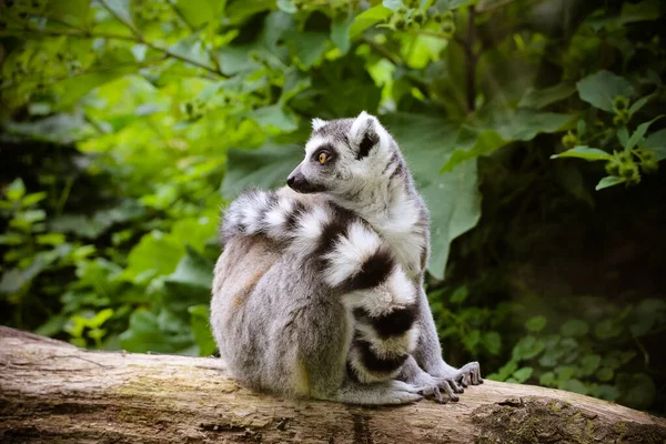 Primer Plano Una Katta Lemur Catta —  Fotos de Stock