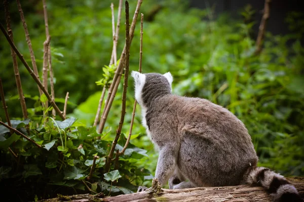 Close Katta Lemur Catta — Stock Photo, Image