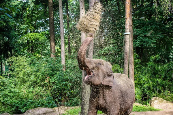 Elefante Asiático Hambriento Cubierto Heno Elephas Maximus —  Fotos de Stock