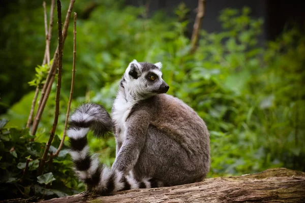 Közelkép Egy Katta Lemur Catta — Stock Fotó