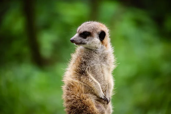 Meerkatのクローズアップ Suricata Suricatta — ストック写真