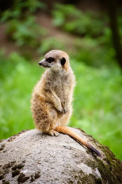 Close Meerkat Suricata Suricatta — Fotografia de Stock