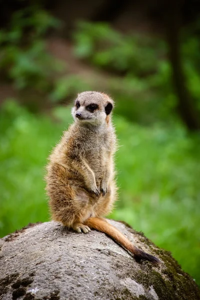 Close Meerkat Suricata Suricatta — Fotografia de Stock